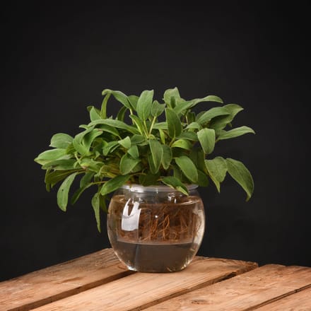 Esschert Design - Hydrocultuurpot - S - 0,8 L