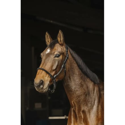 Leren halster voor paarden Norton Pro
