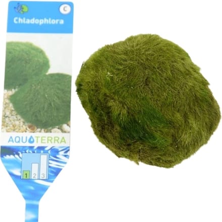 Aquaflora Chladophlora Mosbal M