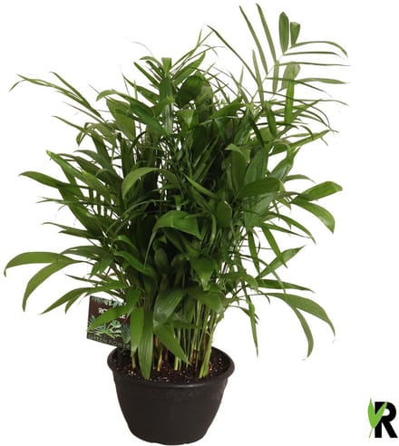 Chamaedorea Seifrizii 100 cm - Kamerplant - Potmaat Ø30 cm