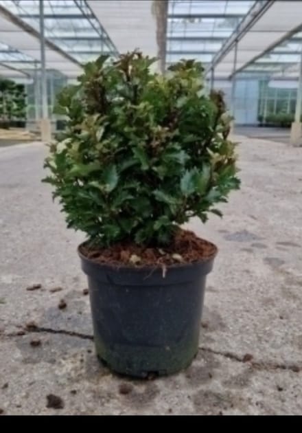 Ilex meserveae 'Little Rascal' - Japanse hulst 20- 25 cm in pot