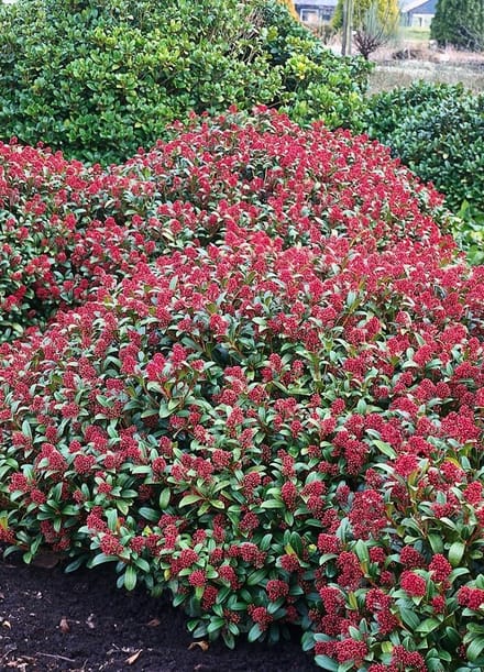 Skimmia jap. Rubinetta - Set van 2 - Pot 2 Liter - Rode Bloem - Wintergroen