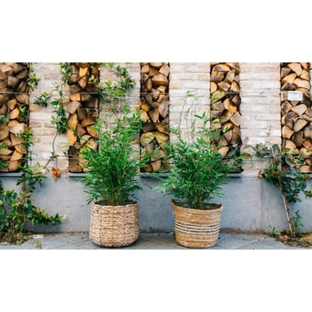 Bamboeplant Fargesia XXL