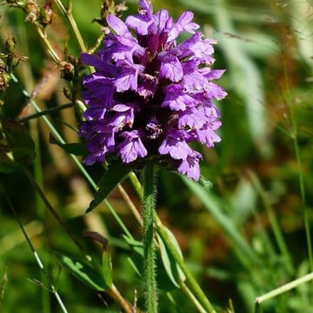 6 x Prunella Grandiflora (Violet) - Brunel pot 9x9cm