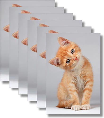 6x dubbele wenskaart met envelop - Blanco - Dieren - 11,5 x 17 cm