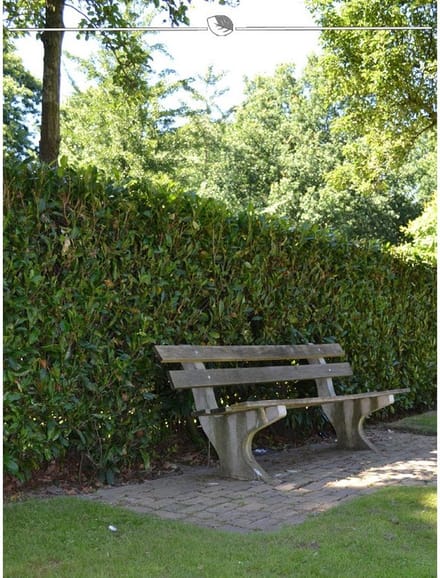 Laurier Prunus Herbergii 100-120 cm, 40x Haagplant