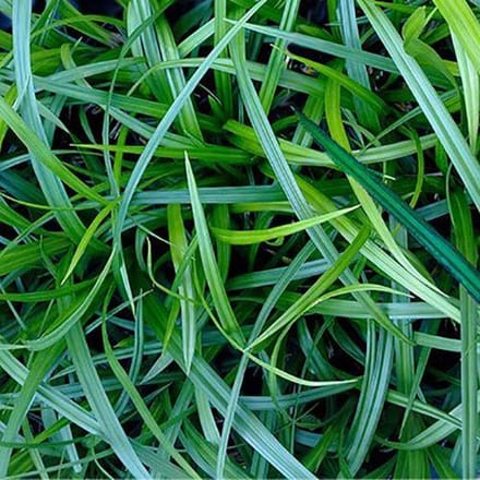 Carex Irish Green - Set van 12 - Zegge - Pot P9 - Wintergroen