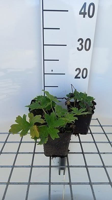6x Monnikskap - Aconitum lamarckii | 9x9 cm pot