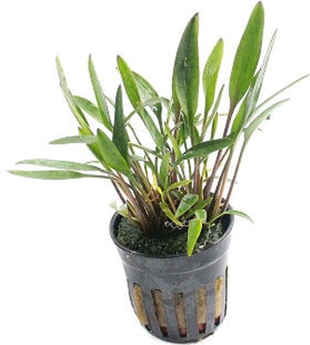 Moerings Cryptocoryne Nevellii in 5 cm pot