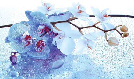 Poster | Blauw | 104 x 70,5 cm