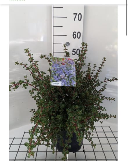 Ceanothus 'Emily Brown' - Amerikaanse Sering 40 - 50 cm in pot