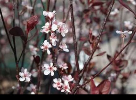 Prunus cistena - Sierpruim 60- 80 cm in pot