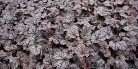 6x Purperklokje - Heuchera hybr. 'Shangai' | 9x9 cm pot