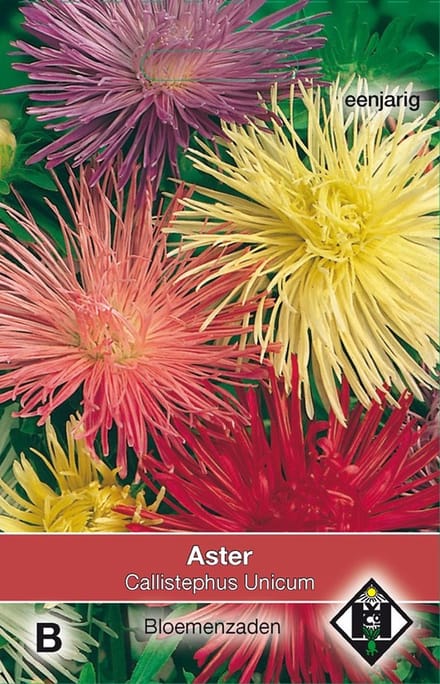 2 stuks Aster chinensis UnicumVan Hemert & Co