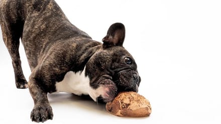 Natuurlijke Kauwwortel voor Hond - Tandverzorging en Rustgevend