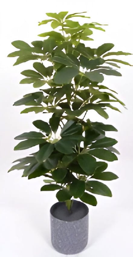 Scheffelera arboricola 70 cm kunstplant Oosterik Home