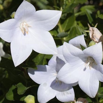 6 x Platycodon Grandiflorus 'Fuji White' - Ballonklokje pot 9x9cm, witbloeiend en langbloeiend