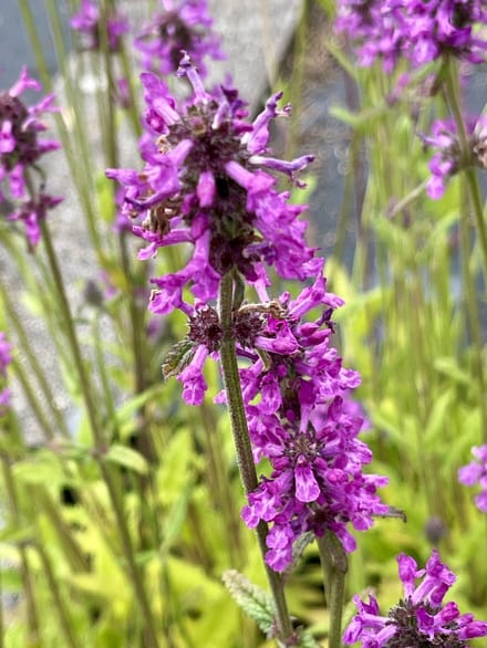 6x Ezelsoor - Stachys officinalis | 9x9 cm pot