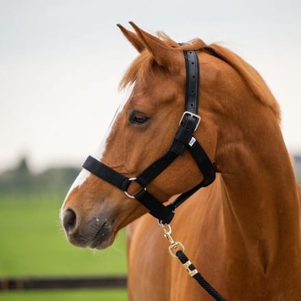 Showtime Stal halster extra strong - Black - Full