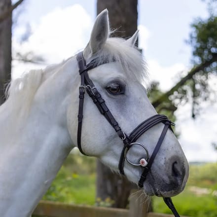 Hoofdstellen voor paarden Canter Mylord