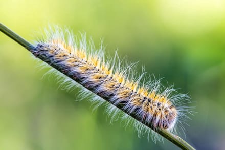Ferrarium aaltjes tegen Eikenprocessierups voor 20M2 - Eikenprocessierups ecologisch bestrijden - ecologisch bestrijding Eikenprocessierups