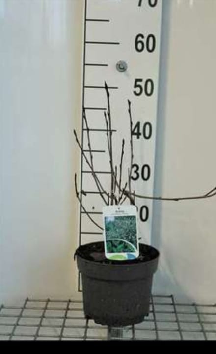 2 x Aronia prun. 'Viking' - Appelbes 40- 60 cm in pot