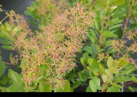2 x Cotinus cogg. 'Young Lady'® - Pruikenboom 40- 60 cm in pot