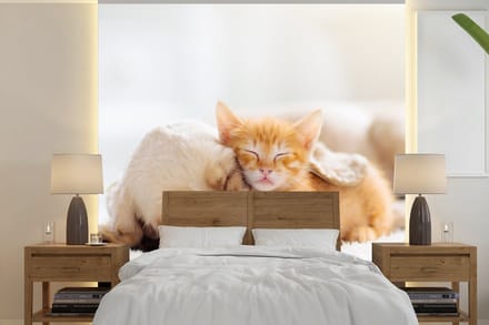 Behang - Fotobehang Dieren - Hond - Kitten - Rood - Breedte 280 cm x hoogte 280 cm