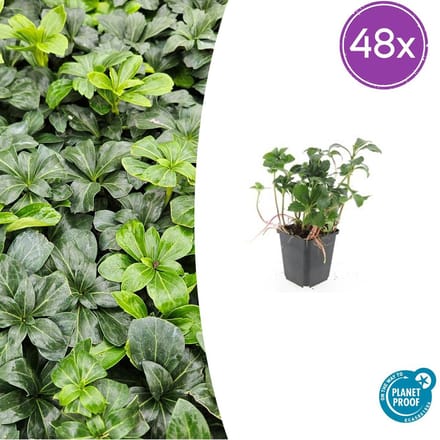 40x Schaduwkruid / Dikkemanskruid / Pachysandra 10-25cm