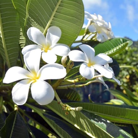 Geurolie - Monoi de Tahiti - 100 ml