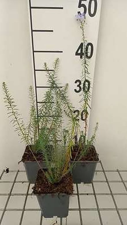 6x Linum - Linum perenne | 9x9 cm pot