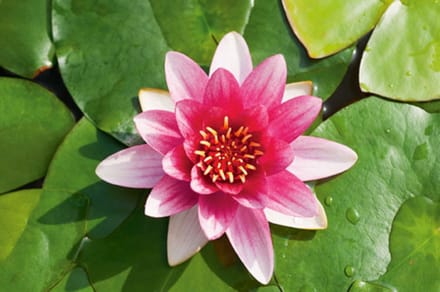 Moerings Nymphaea Attraction | Waterlelie | In 3L Mand