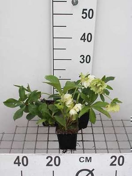 6x Stinkend nieskruid - Helleborus or. 'Double Ellen White' | 9x9 cm pot