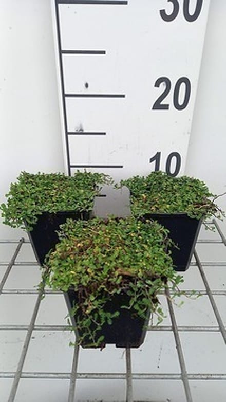 6x Speeldenkussenplant - Leptinella dioica 'Minima' | 9x9 cm pot