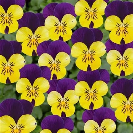 Violen Twixini Yellow purple Wing F1