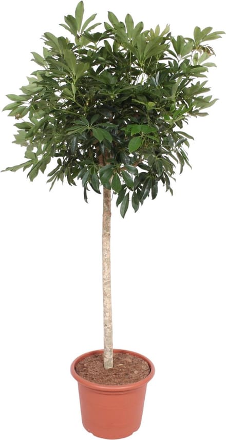 Kamerplant op stam Schefflera Arboricola Compacta, 1.9 meter hoog, ø45