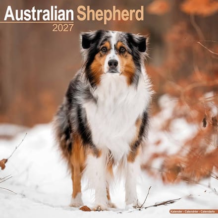 Australian Shepherd Kalender 2027