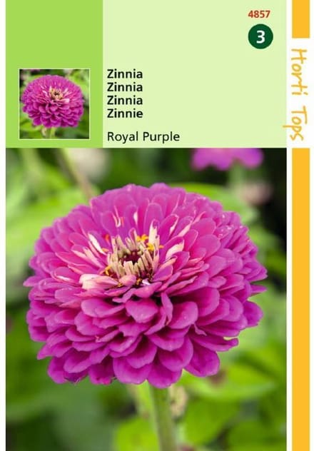 Hortitops Zinnia elegans Royal Purple violet