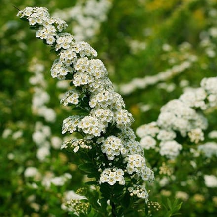 Spiraea Nipponica 'Snowmound' - Spierstruik 30-40 cm pot