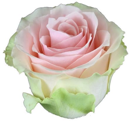 25x Rosa frutteto 50cm