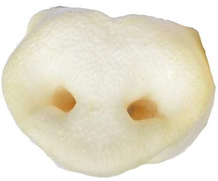 Honingneusjes  3 stuks