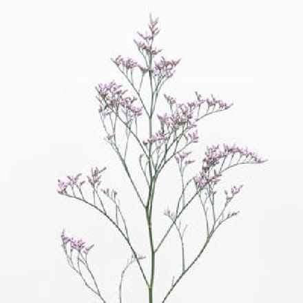 25x Lim.safora lilac 70cm