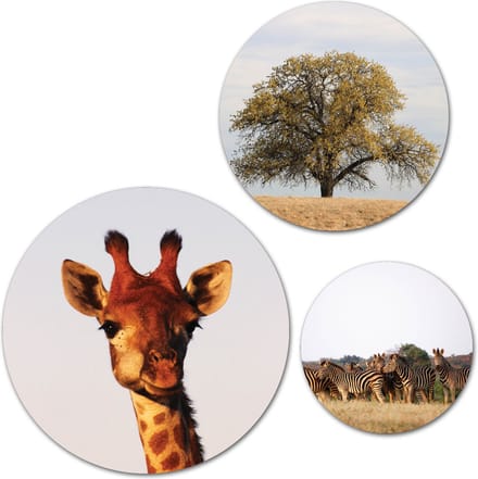 Forex Muurcirkel Set -  Set Giraf en Zebra's - Set van 3 Wandcirkels met Ophangsystemen - 30x40x50