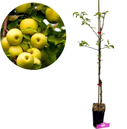 Malus Domestica ‘Golden delicious’, Appelboom, 1,5 Liter pot