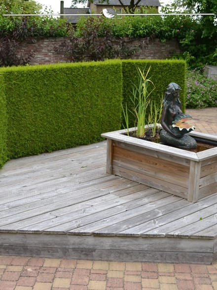 Westerse Levensboom Thuja Brabant 120-140 cm, 8x Haagplant