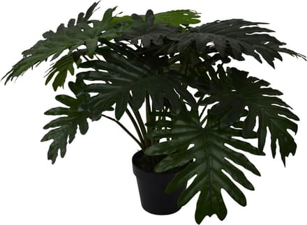 Philo xanadu - 60 cm