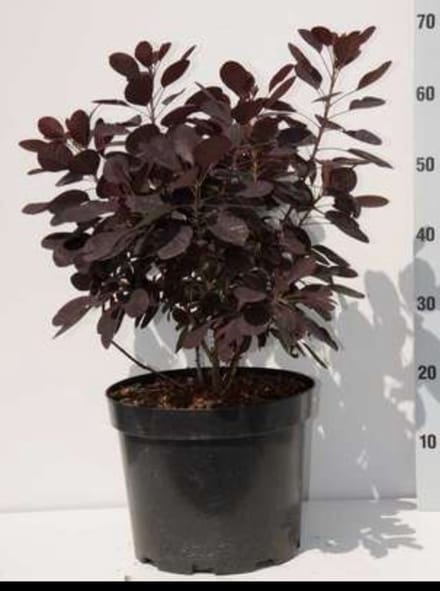 Cotinus cogg. 'Royal Purple' - Pruikenboom 60- 80 cm in pot