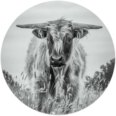 Glasschilderij Hooglander - Ø 50 - Glas - REINDERS
