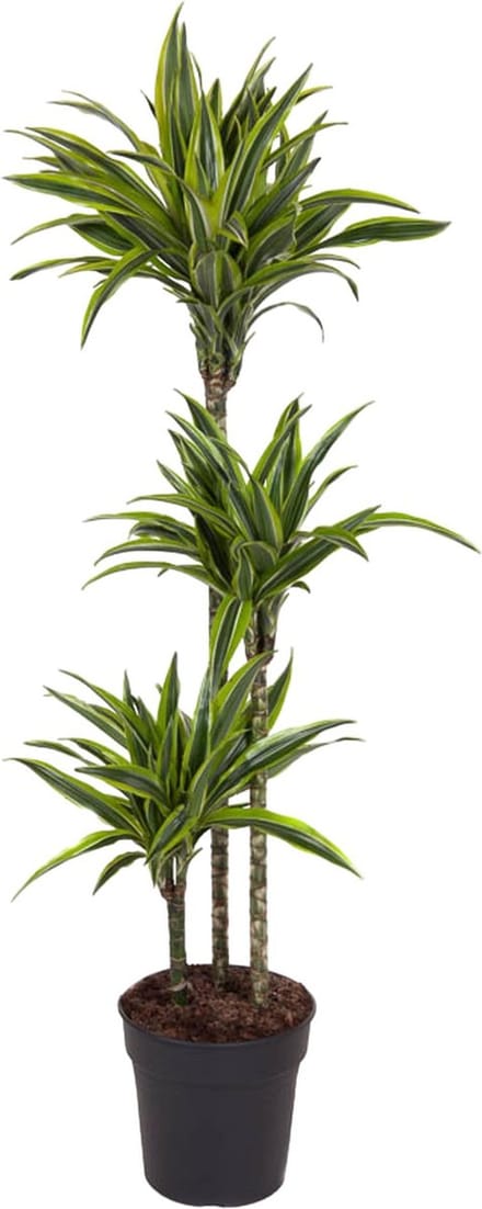 Lemon Lime Drakenplant - Dracaena Lemon Lime - 140 cm - ø24
