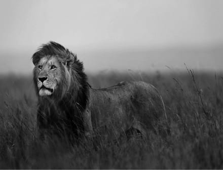 Leeuw Fotobehang XXL - 368 x 254 cm - Zwart/Wit